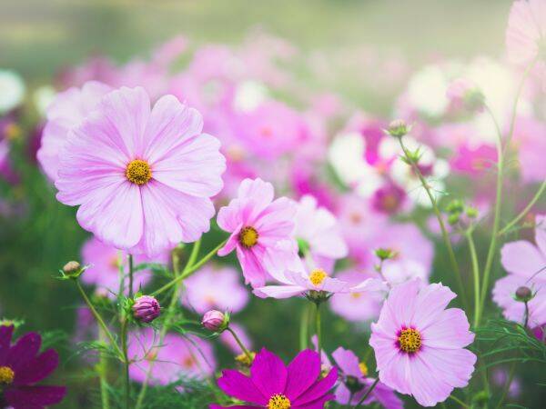 Ogrody z kwiatami ciętymi - jakie odmiany wybrać i jak je uprawiać?